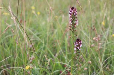 Brandknabenkraut var. aestivalis, © Naturpark Sparbach/Käfer Brandknabenkraut var. aestivalis, © Naturpark Sparbach/Käfer