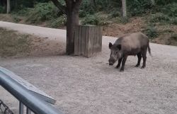 Wildschwein beobachtet die Teilnehmer:innen der Batnight