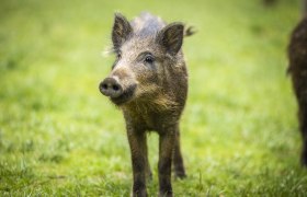Naturpark Sparbach, &copy; Naturpark Sparbach / Norbert Novak