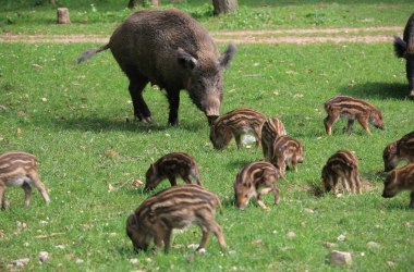 Wild Boars, © Naturpark Sparbach