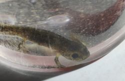 Eine Feuersalamander Larve