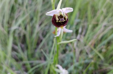 Hummel Ragwurz, © Naturpark Sparbach