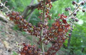 Schwarzer Germer, © Naturpark Sparbach