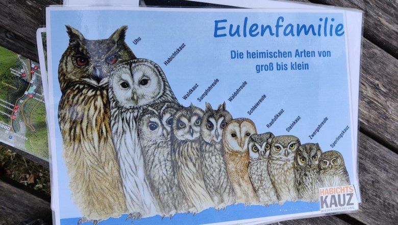 Übersicht zu den Eulen