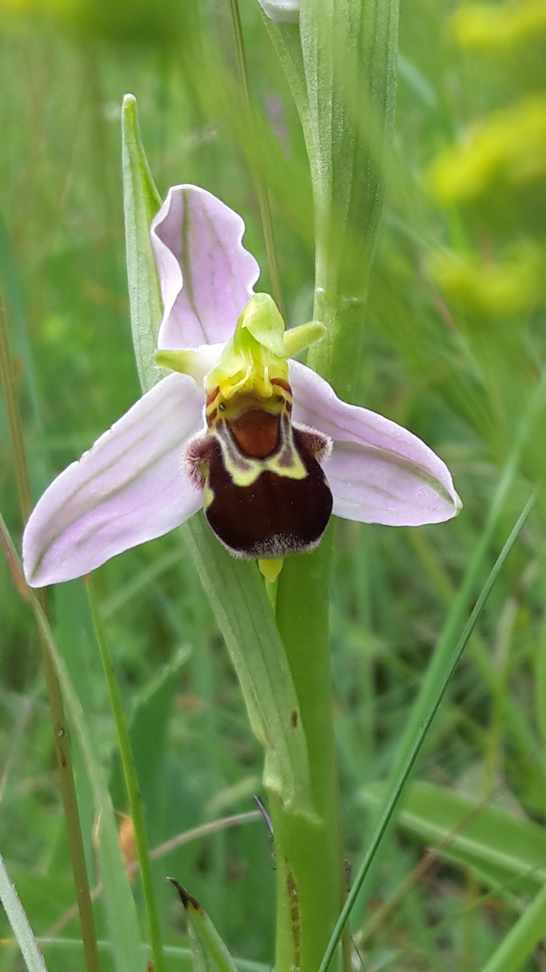 Blüte der Bienenragwurz