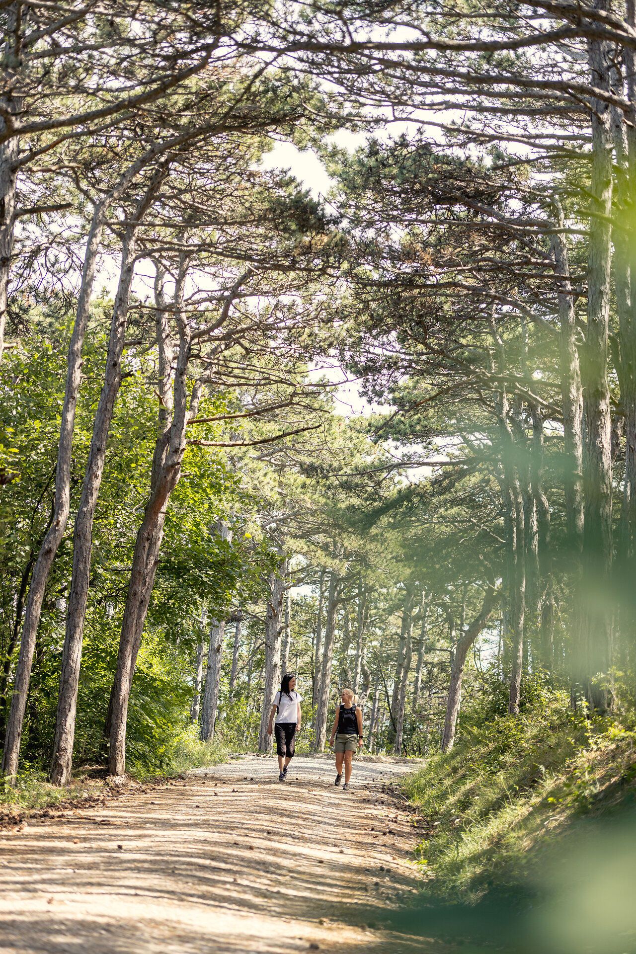 Ein sanfter Wanderweg schlängelt sich durch einen malerischen Wald, umgeben von hohen Schwarzföhren, die im Licht der Nachmittagssonne schimmern. Die frische, klare Luft und das sanfte Rascheln der Blätter schaffen eine einladende Atmosphäre für Naturliebhaber und Wanderfreunde.