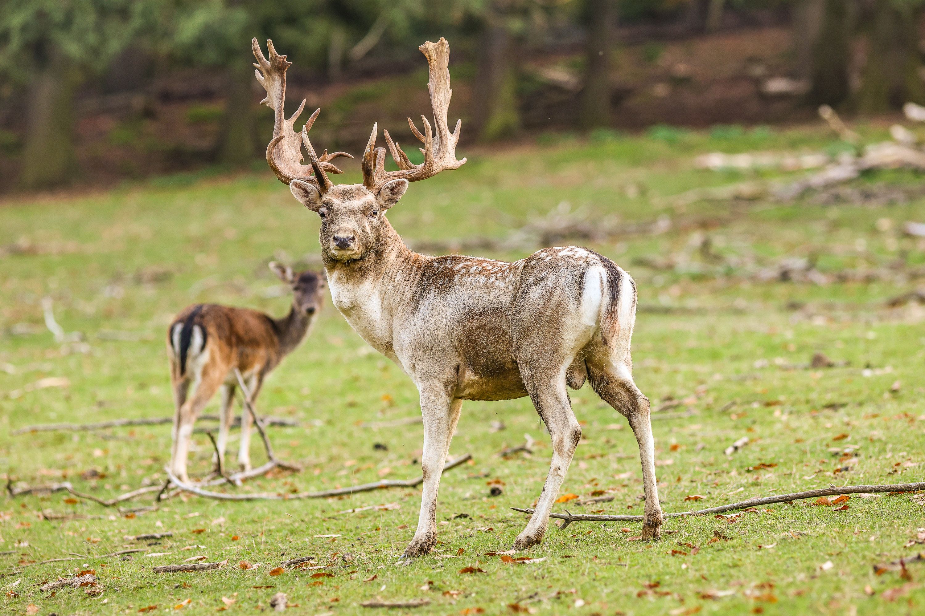 Ein Damhirsch und eine Damhirsch-Kuh stehen auf einer Freifläche und blicken neugierig in die Kamera. 
