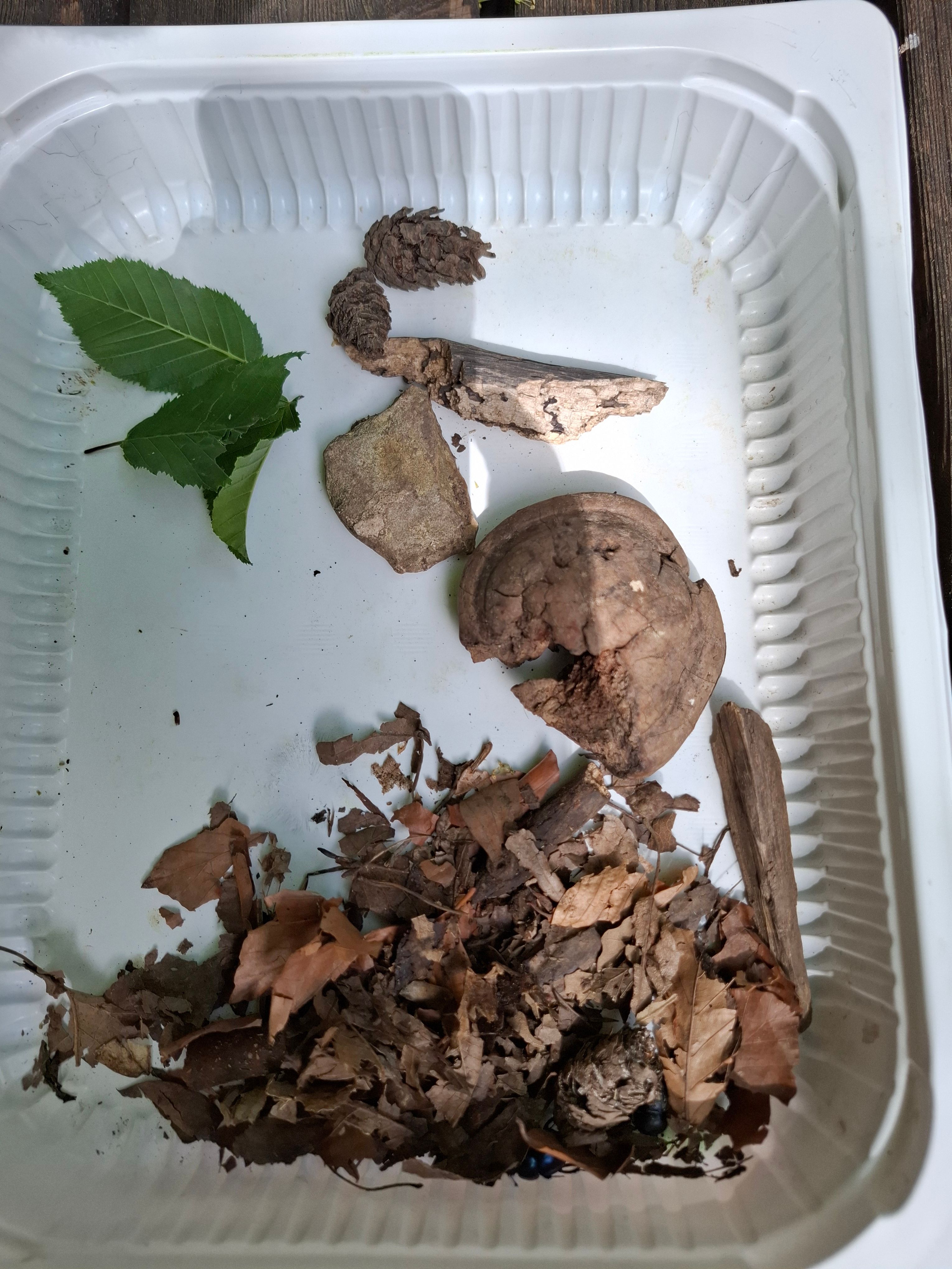 Schale mit den gefundenen Bodenlebewesen