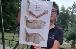 Bauplan von Fledermaus Flügel im Vergleich zu menschlichem Arm und Flügel von Vögeln