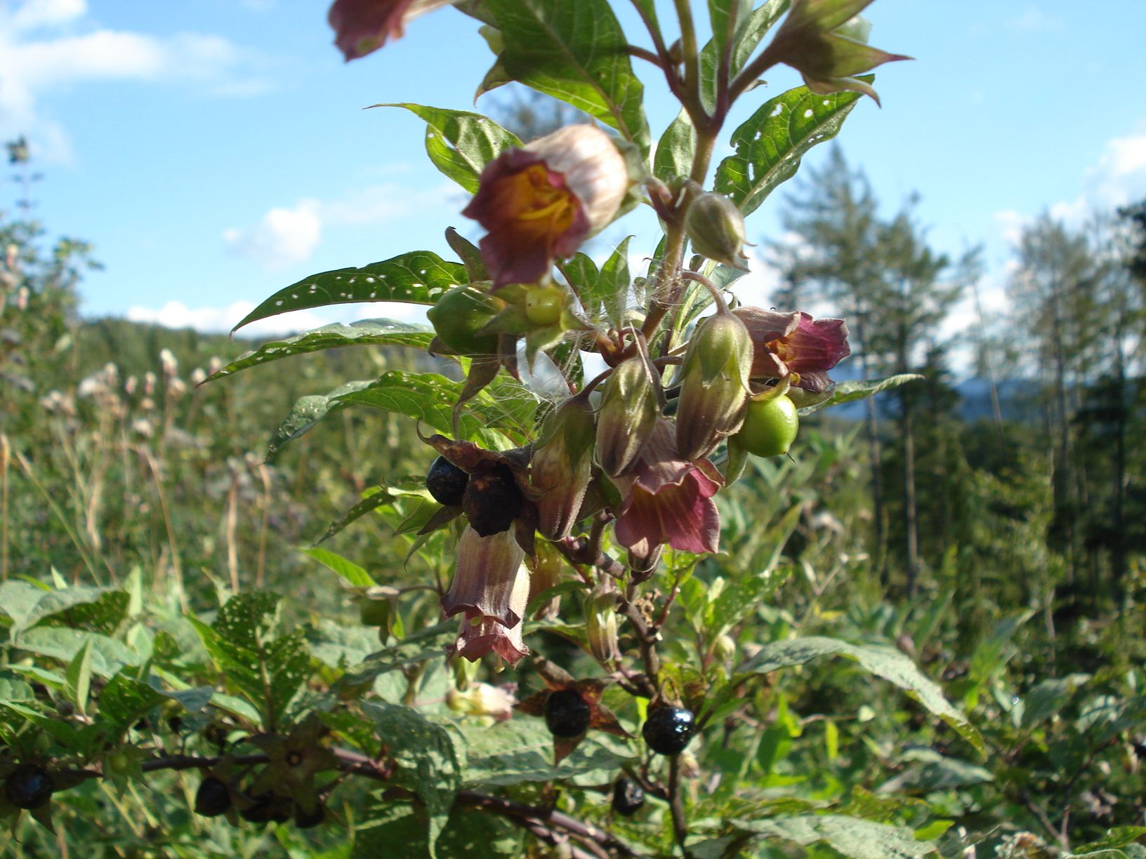 Tollkirsche Blüte und Frucht