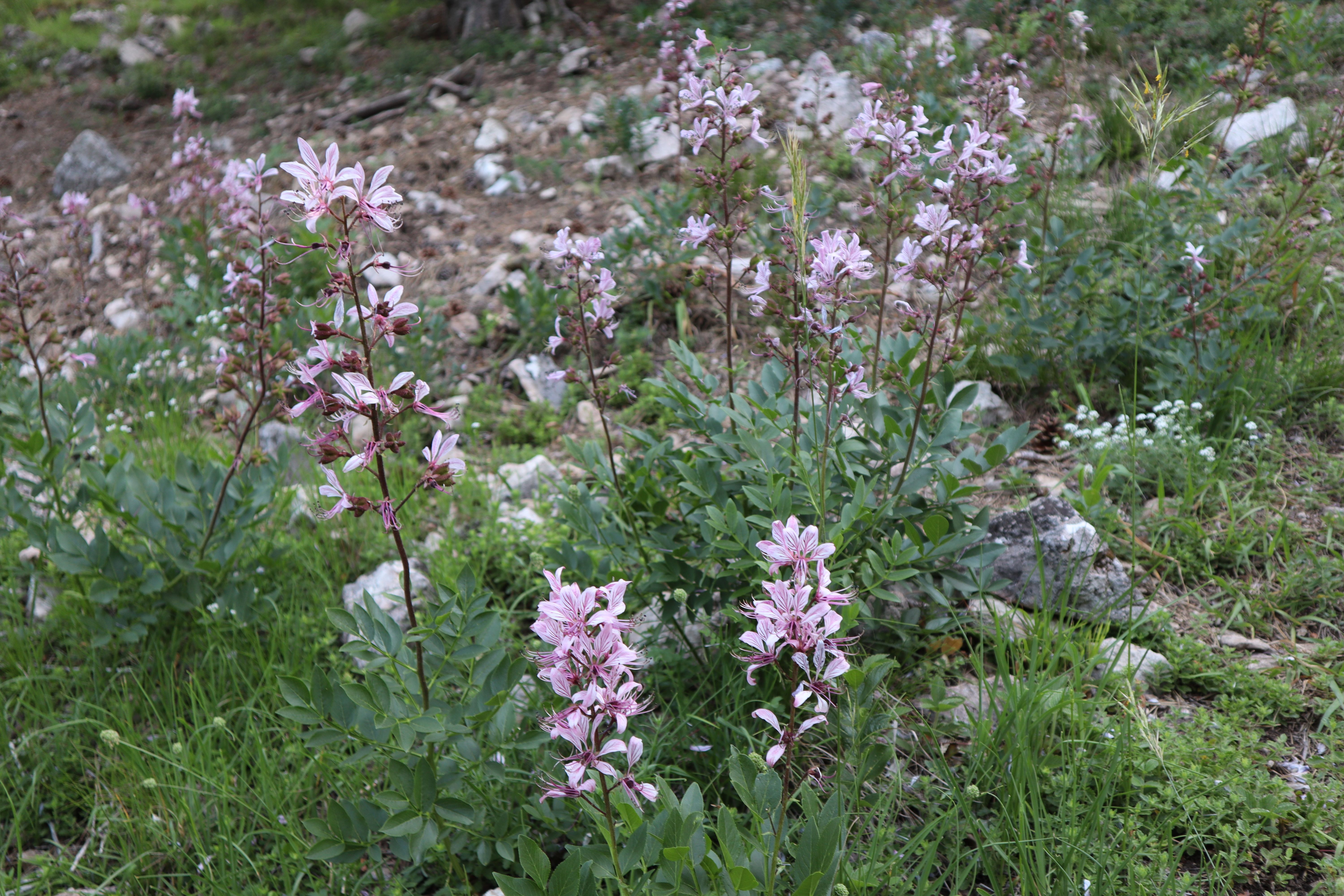 Diptam beim Köhlerhaus