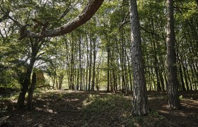 Waldlandschaft 1, © Fotoatelier Prendinger