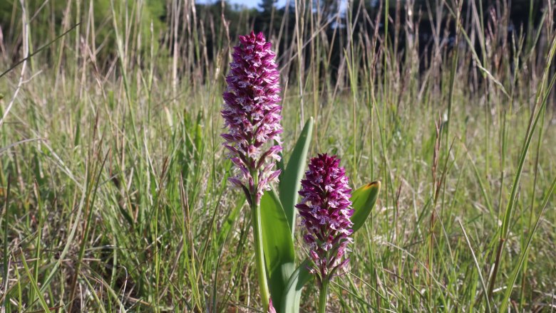 Brandknabenkraut (aestivalis), © Naturpark Sparbach