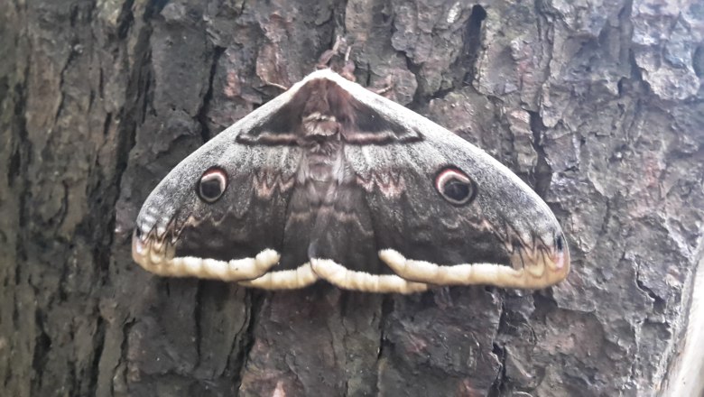 Schmetterling, © Naturpark Sparbach