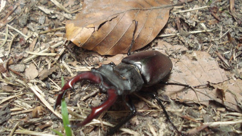 Hirschkäfer, © Naturpark Sparbach