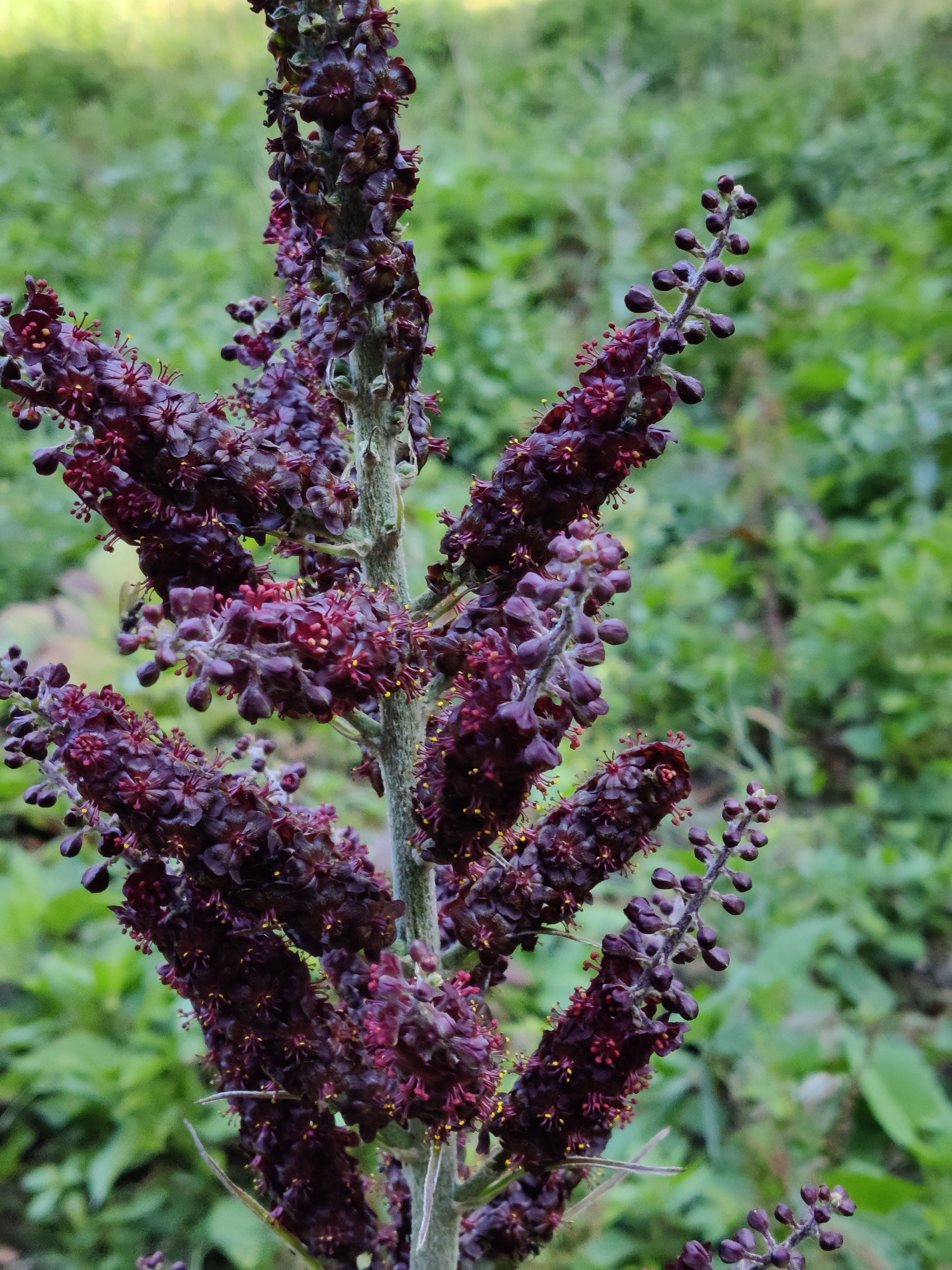 Schwarzer Germer Blütenstand
