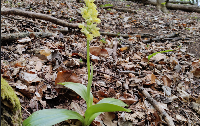 Blasses Knabenkraut, © Naturpark Sparbach