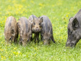 Naturpark Sparbach, &copy; Naturpark Sparbach / Norbert Novak