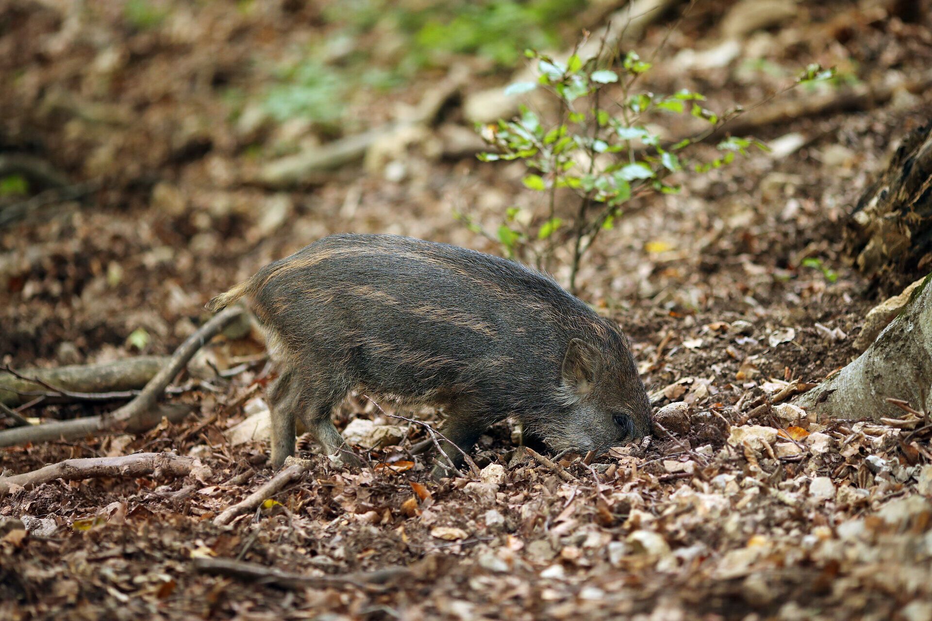 Ein Frischling wühlt im Laub im Naturpark Sparbach. 