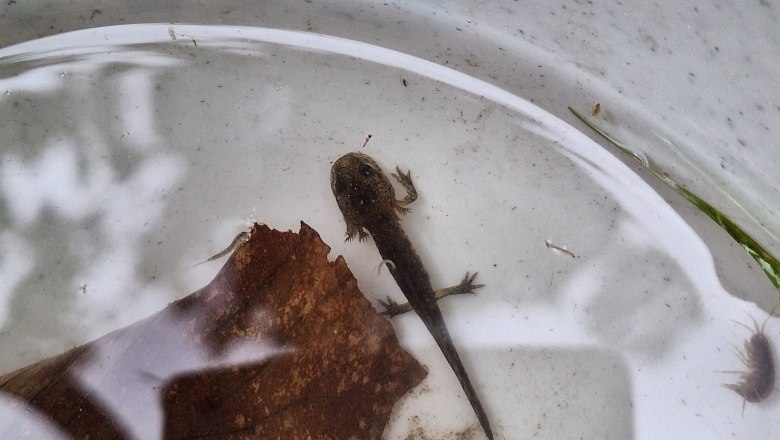 Feuersalamander &quot;Baby&quot;, © Natascha Peters Wendt
