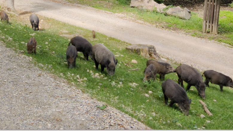 Wildschweinrotte, © Naturpark Sparbach