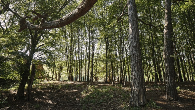 Waldlandschaft 1, © Fotoatelier Prendinger