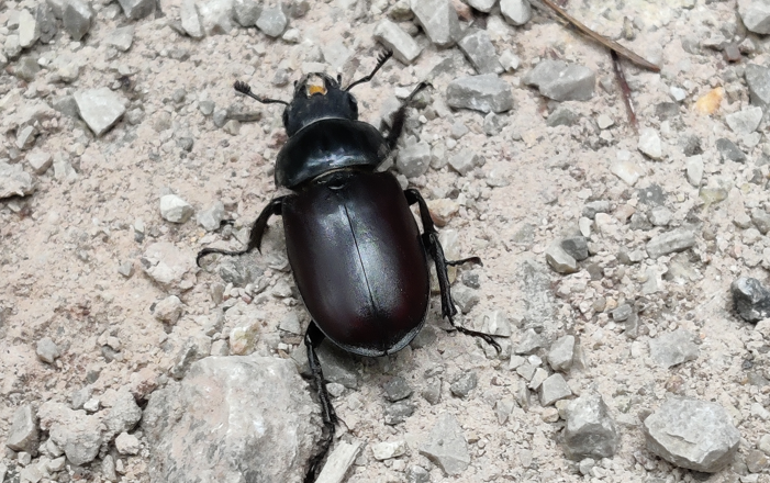 Hirschkäfer Dame, © Naturpark Sparbach