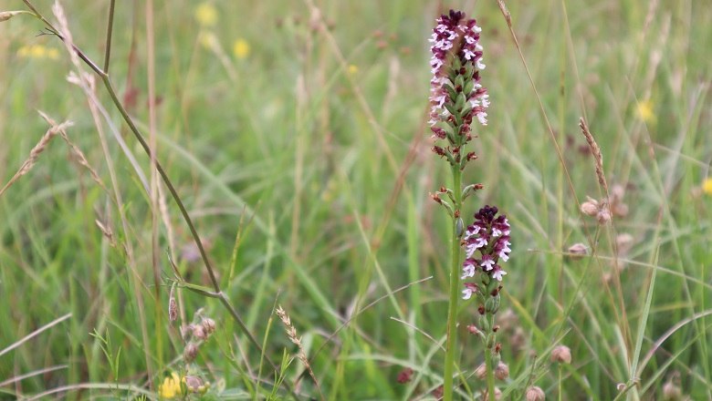 Neotinea ustulata var.aestivalis, © Naturpark Sparbach/Käfer