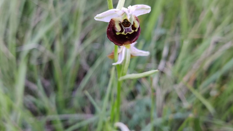 Hummel Ragwurz, © Naturpark Sparbach