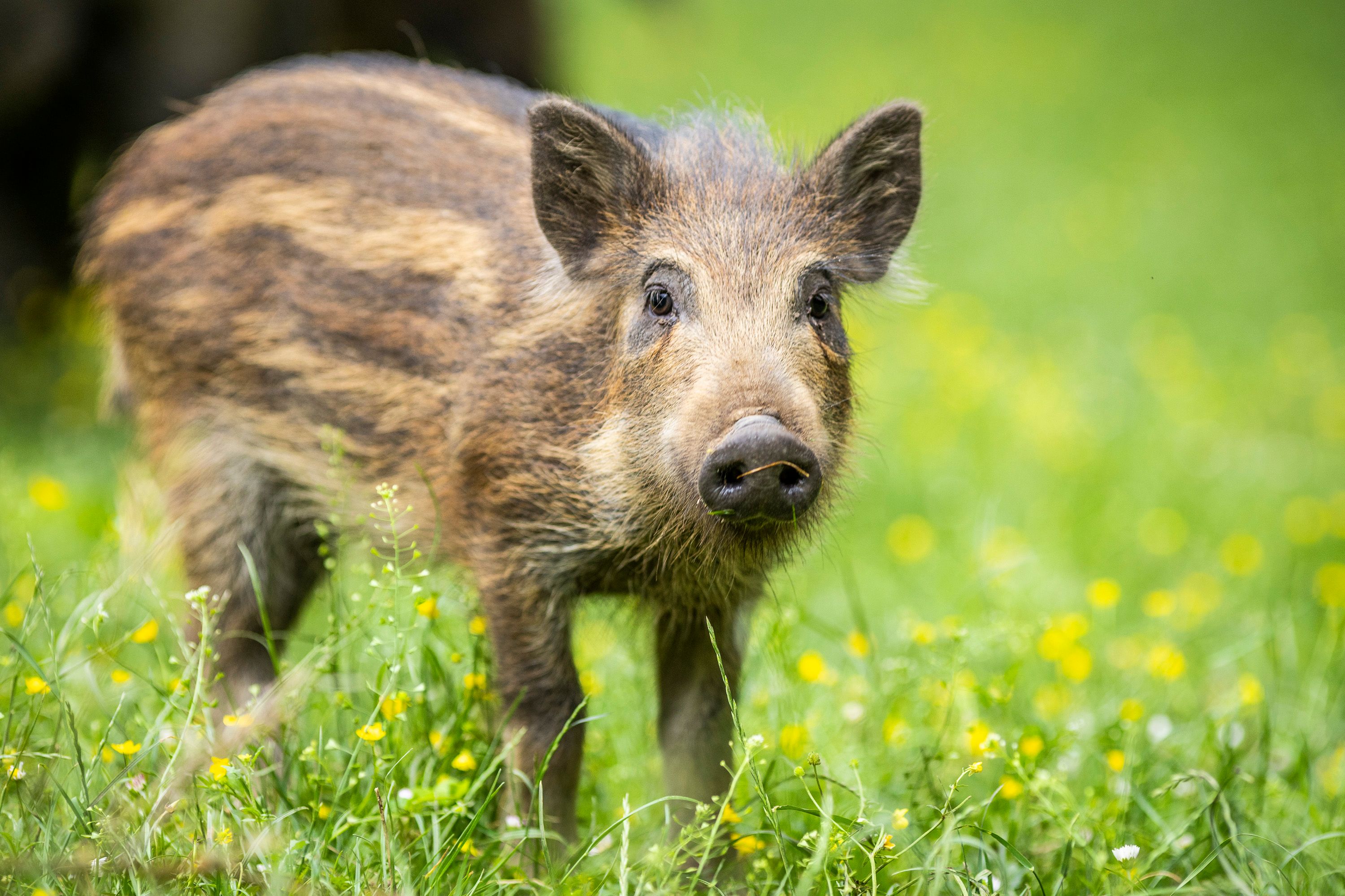 Frischling auf Blumenwiese