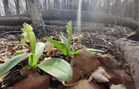 Blasses Knabenkraut, © Naturpark Sparbach