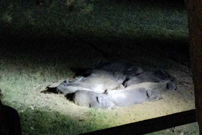 ... was Wildschweine des Nachts im Naturpark machen - sie kuscheln aneinader und schlafen.., © Naturpark Sparbach