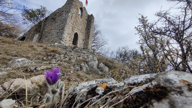 Küchenschelle am Köhlerhaus, © Naturpark Sparbach/Käfer