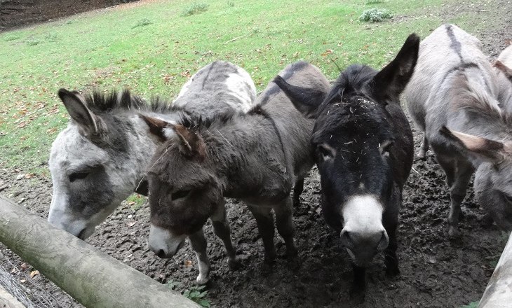 Petting zoo, © Naturpark Sparbach