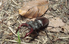 Hirschk&auml;fer, &copy; Naturpark Sparbach