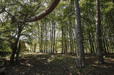 Waldlandschaft 1, © Fotoatelier Prendinger