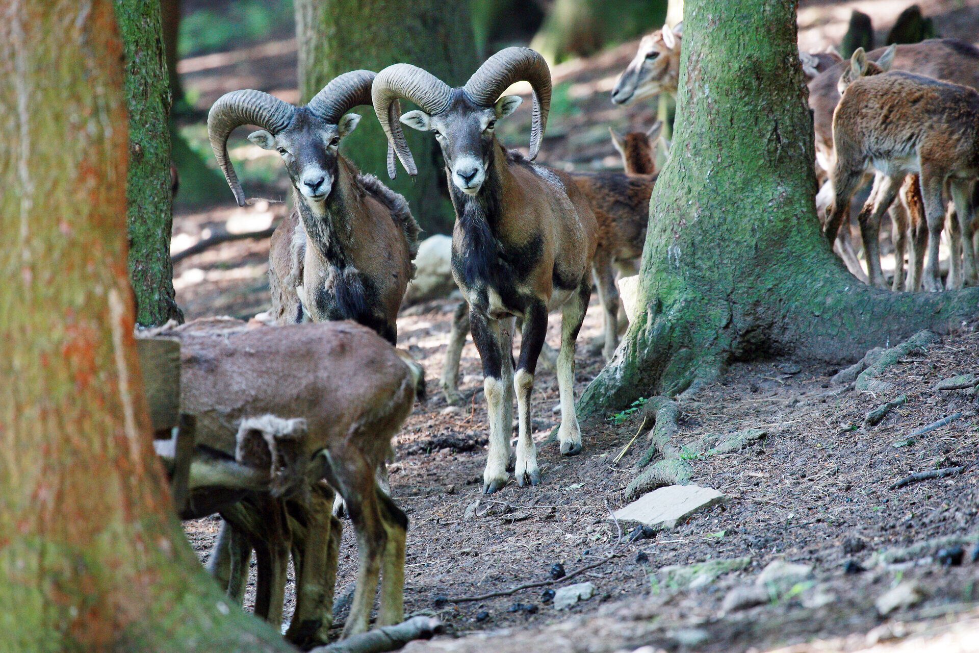 Inmitten des dichten Waldes erheben sich majestätische Steinböcke, deren beeindruckende Geweihe die Ruhe der Natur widerspiegeln. Die sanften Lichtstrahlen, die durch die Baumkronen fallen, schaffen eine magische Atmosphäre, die Wanderer in ihren Bann zieht. Hier, wo die Wildnis auf die Schönheit der Alpen trifft, wird jeder Schritt zu einem unvergesslichen Erlebnis.