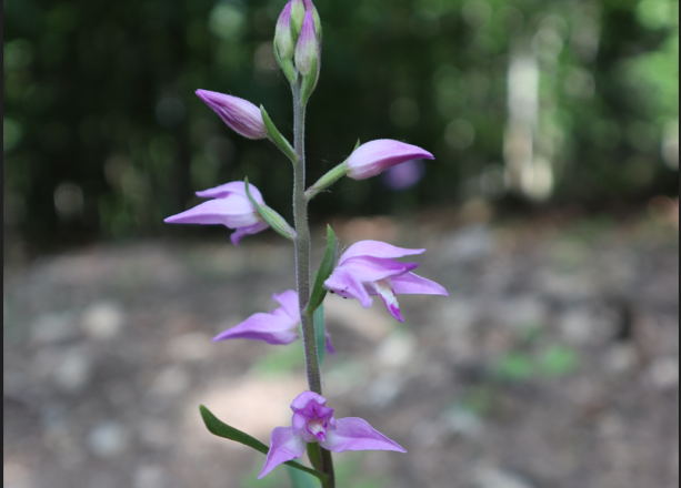 Rotes Waldvögelein, © Naturpark Sparbach/Käfer