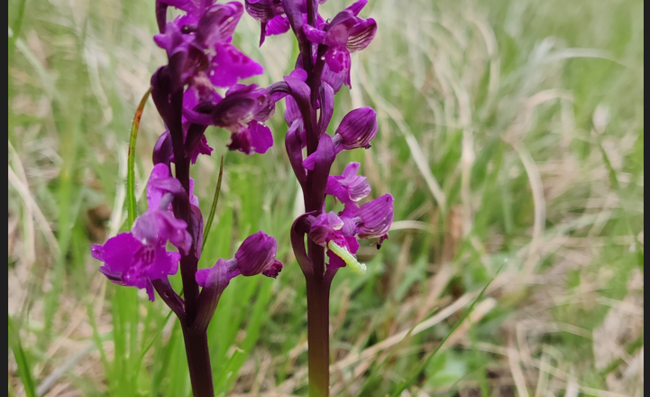 Kleines Knabenkraut - Dianawiese, © Naturpark Sparbach