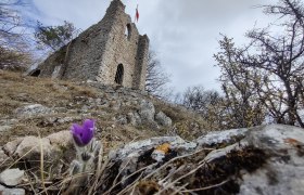 Küchenschelle am Köhlerhaus, © Naturpark Sparbach/Käfer