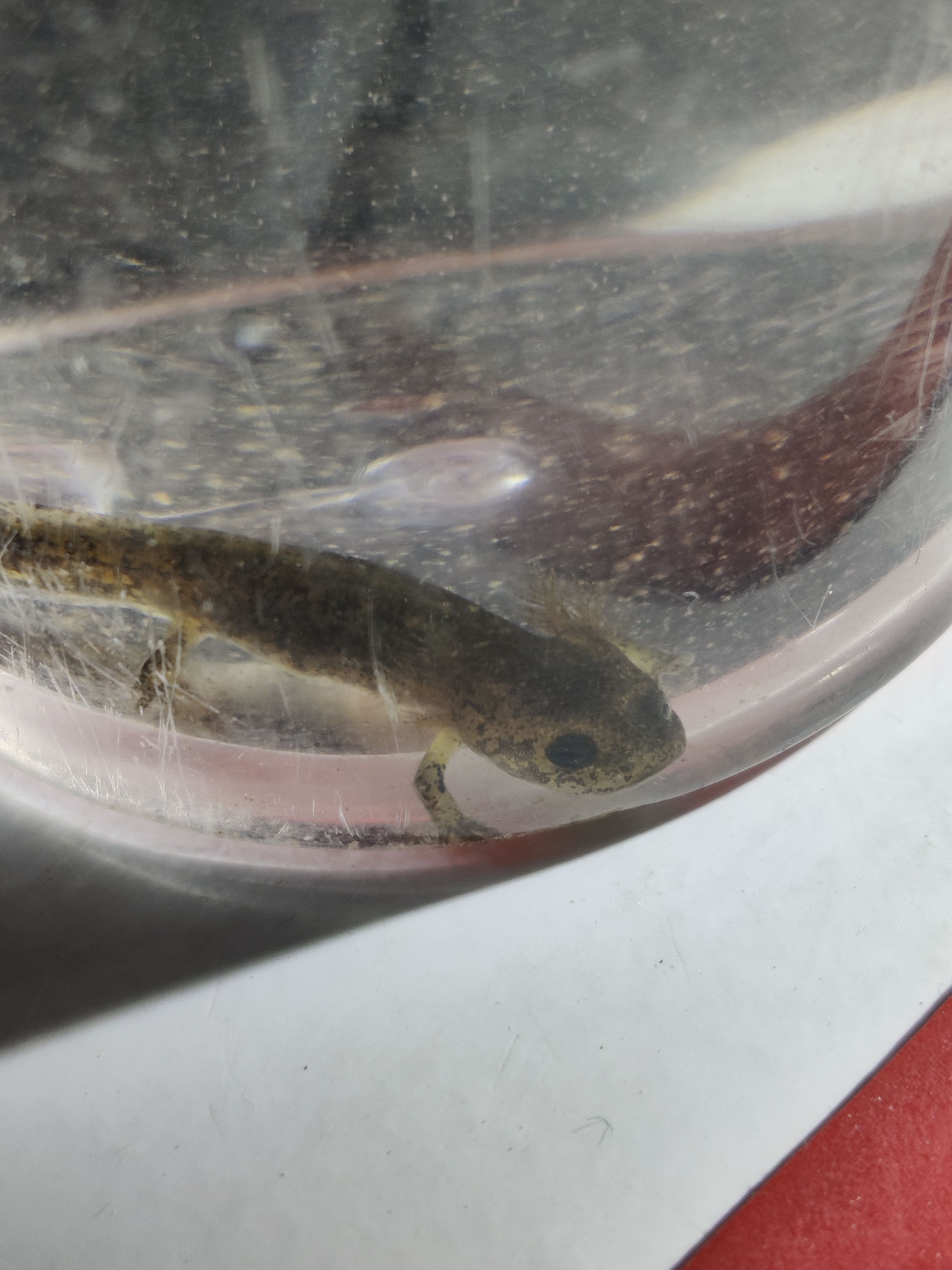 Eine Feuersalamander Larve