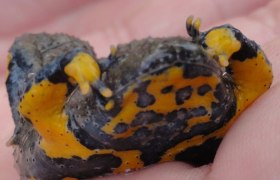 Gelbbauchunke, &copy; Naturpark Sparbach