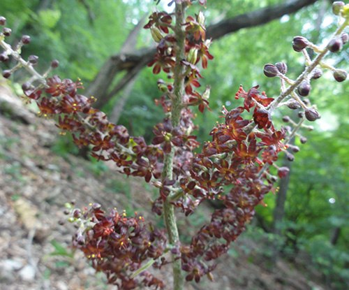 Schwarzer Germer, © Naturpark Sparbach