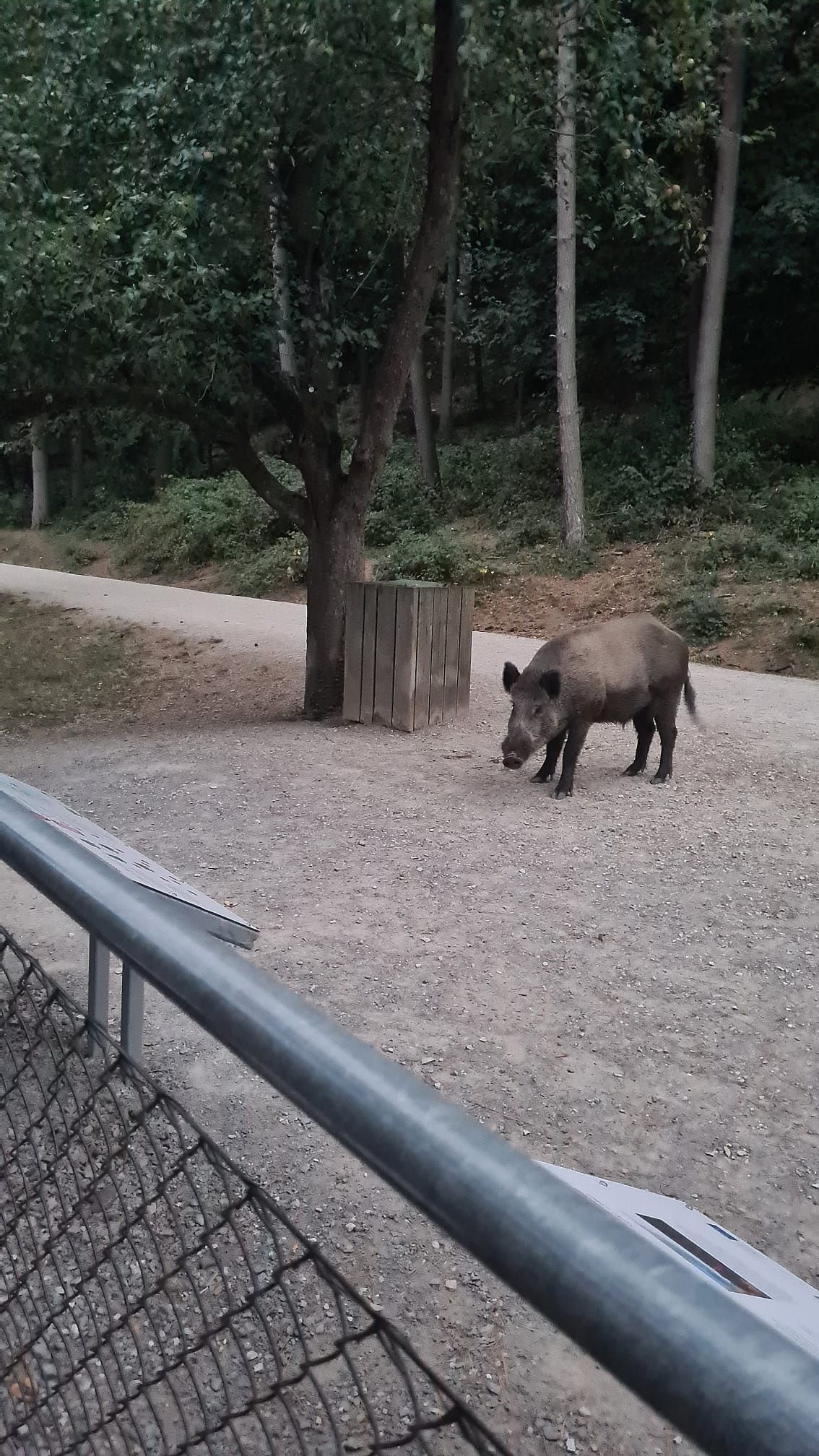 Wildschwein beobachtet die Teilnehmer:innen der Batnight